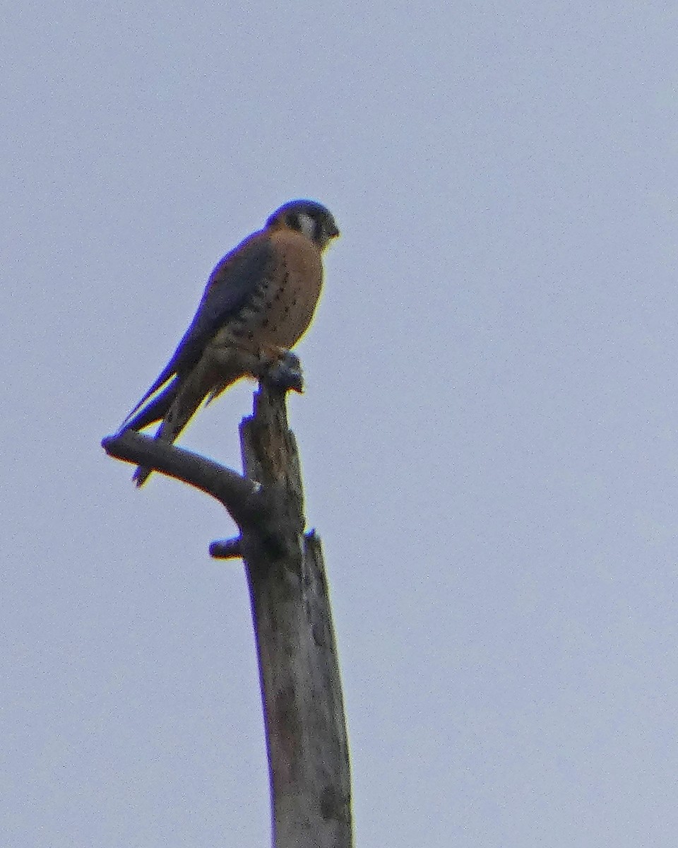 American Kestrel - ML645217612