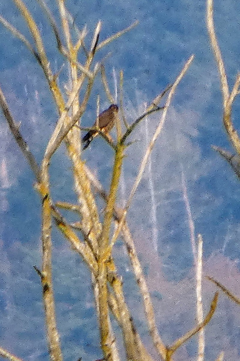 Merlin - ML645217623