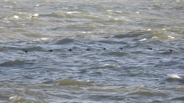 Common Scoter - ML645217626