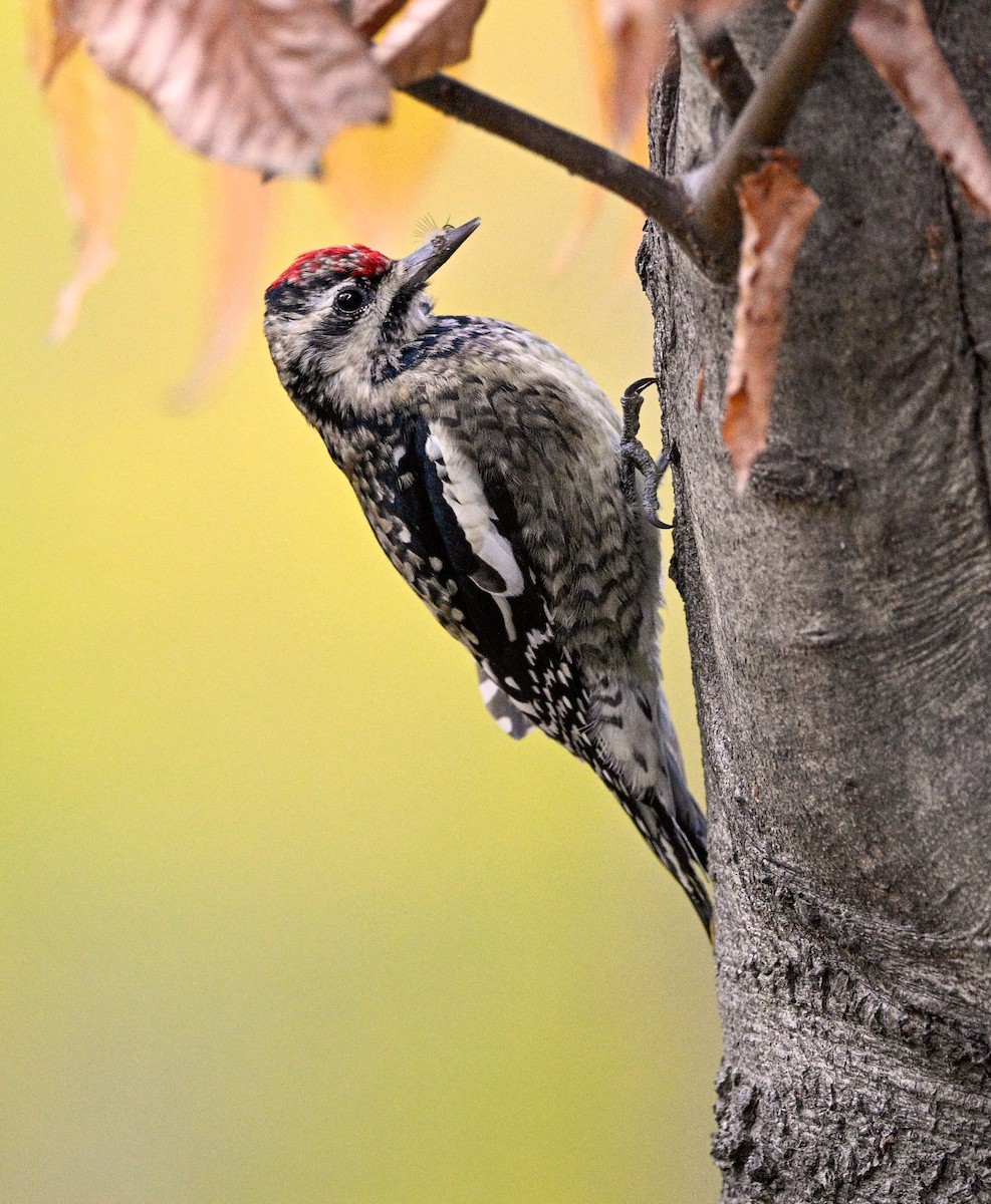 datel rudohrdlý - ML645217629