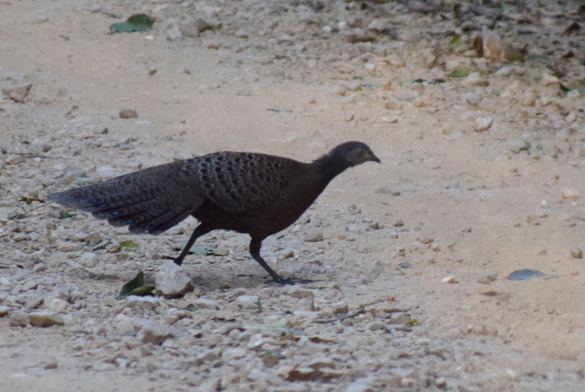 Gray Peacock-Pheasant - ML645217635