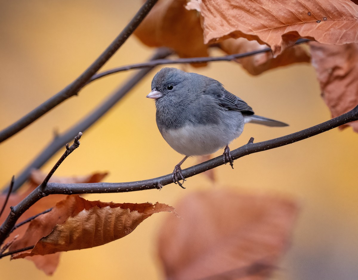 strnadec zimní - ML645217647