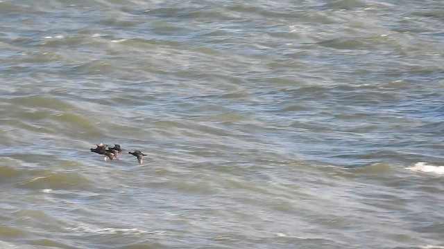 Common Scoter - ML645217650