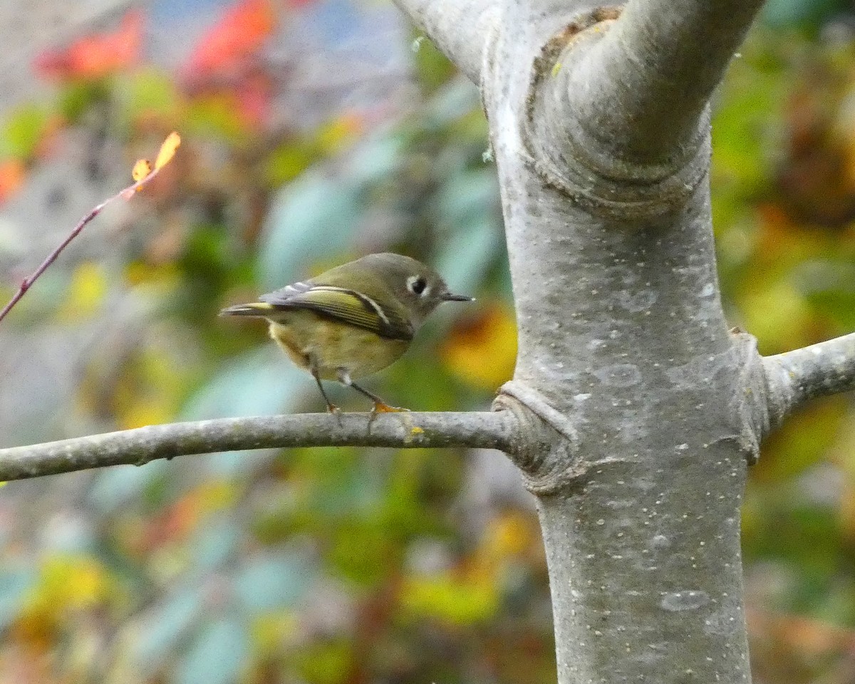 Ruby-crowned Kinglet - ML645217653