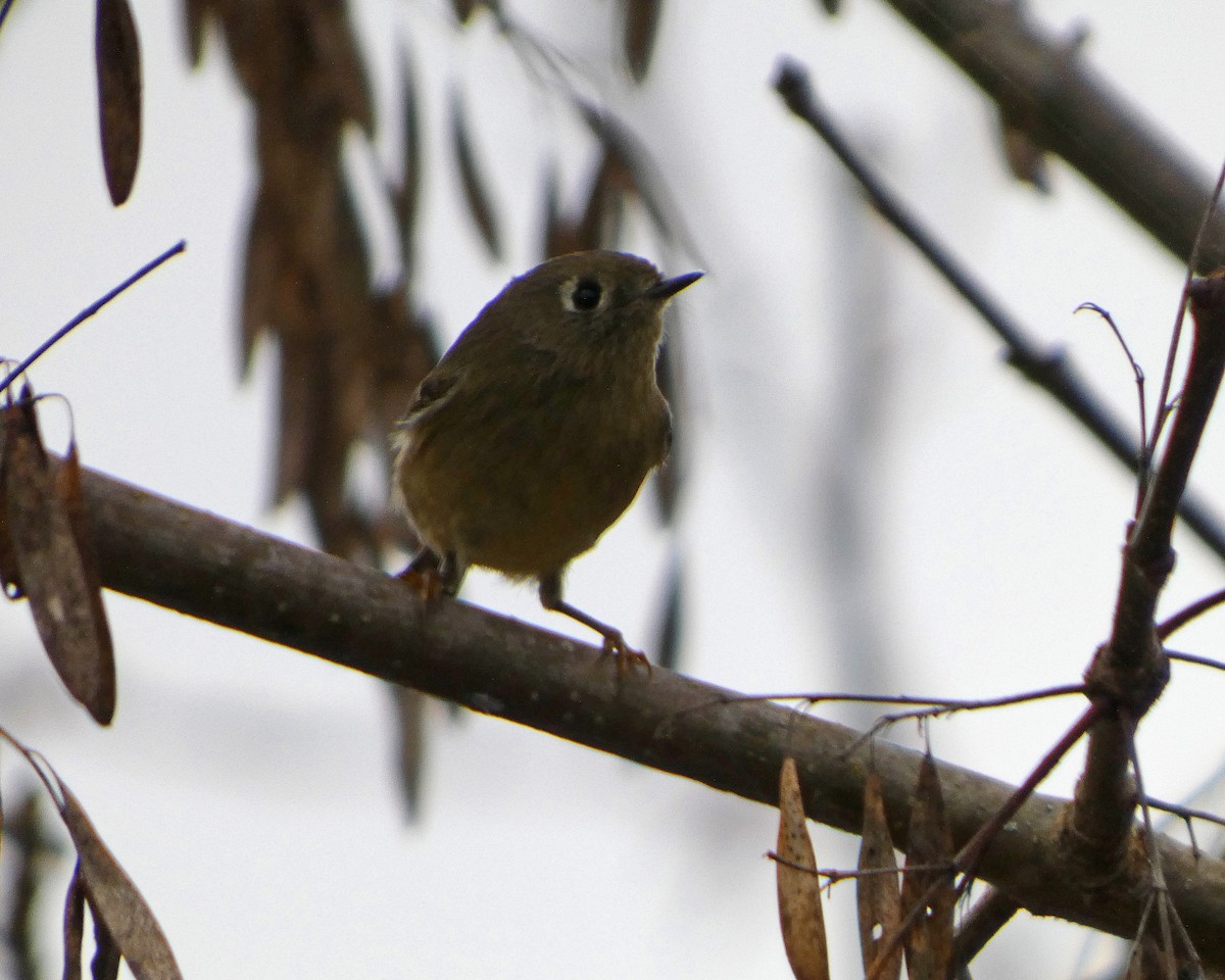 Ruby-crowned Kinglet - ML645217655