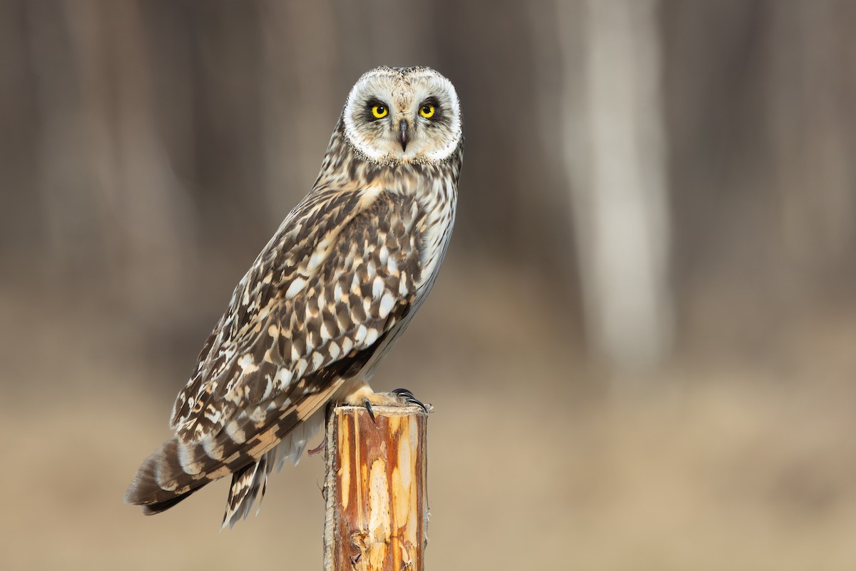 Short-eared Owl - ML645217658