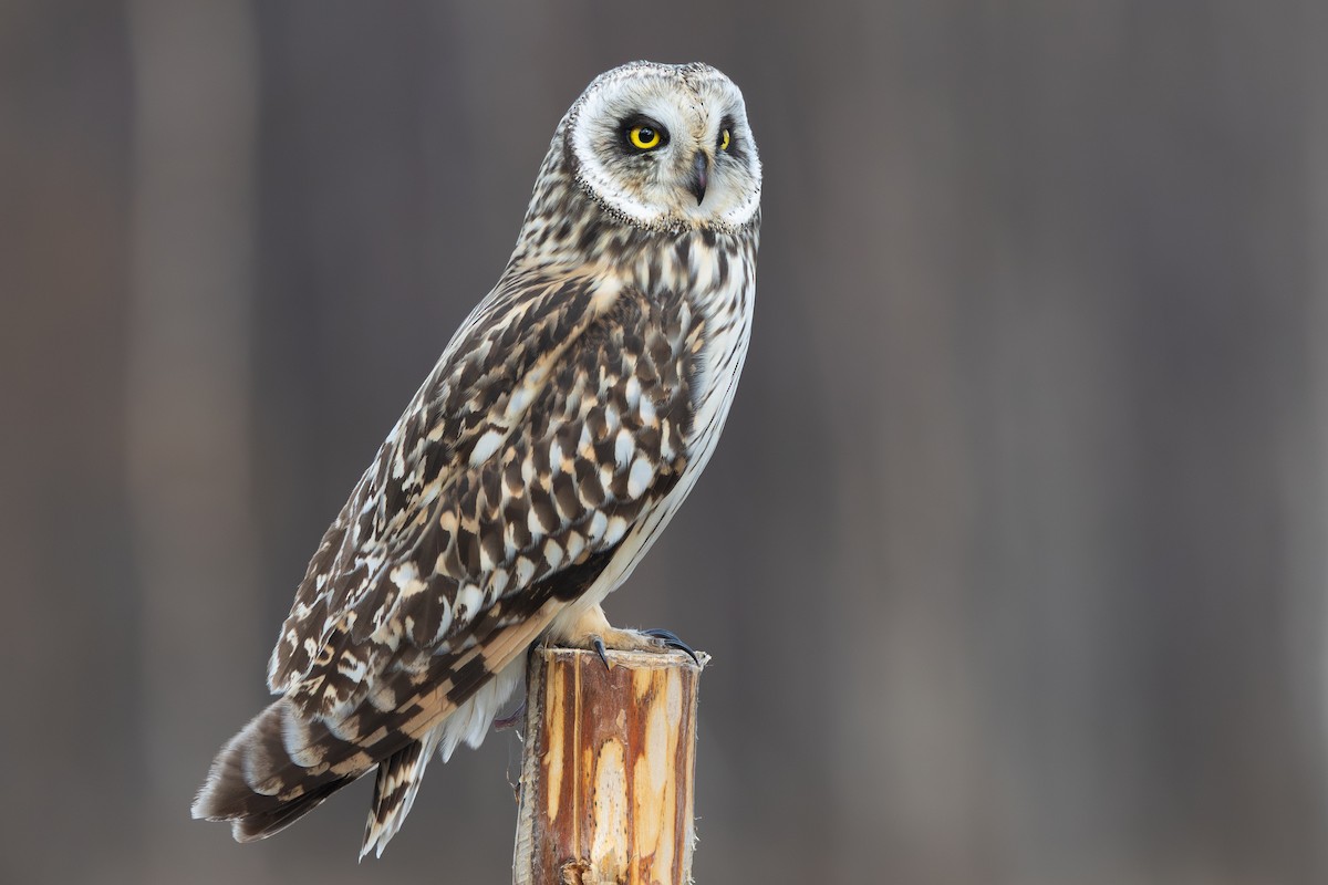 Short-eared Owl - ML645217659
