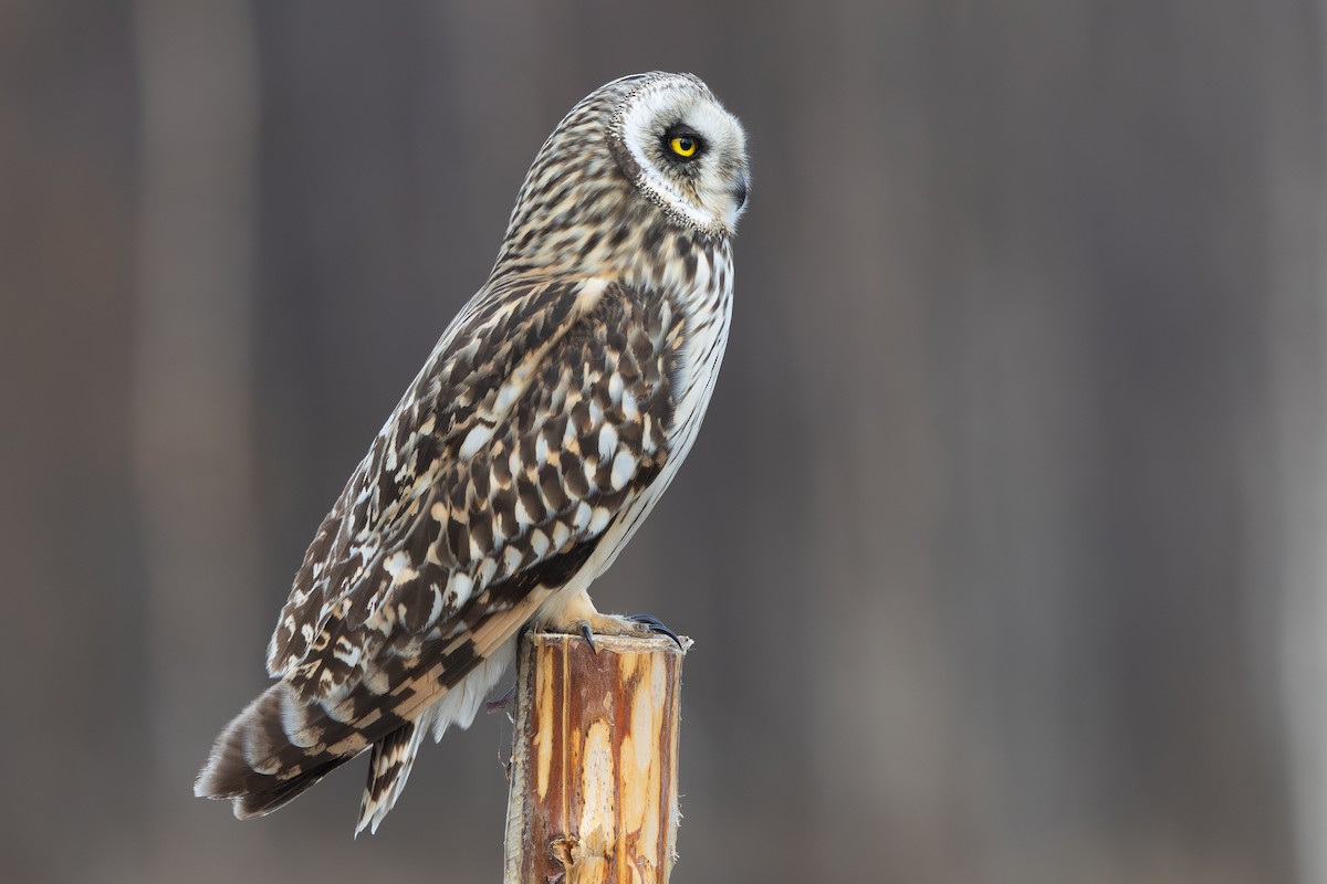 Short-eared Owl - ML645217662