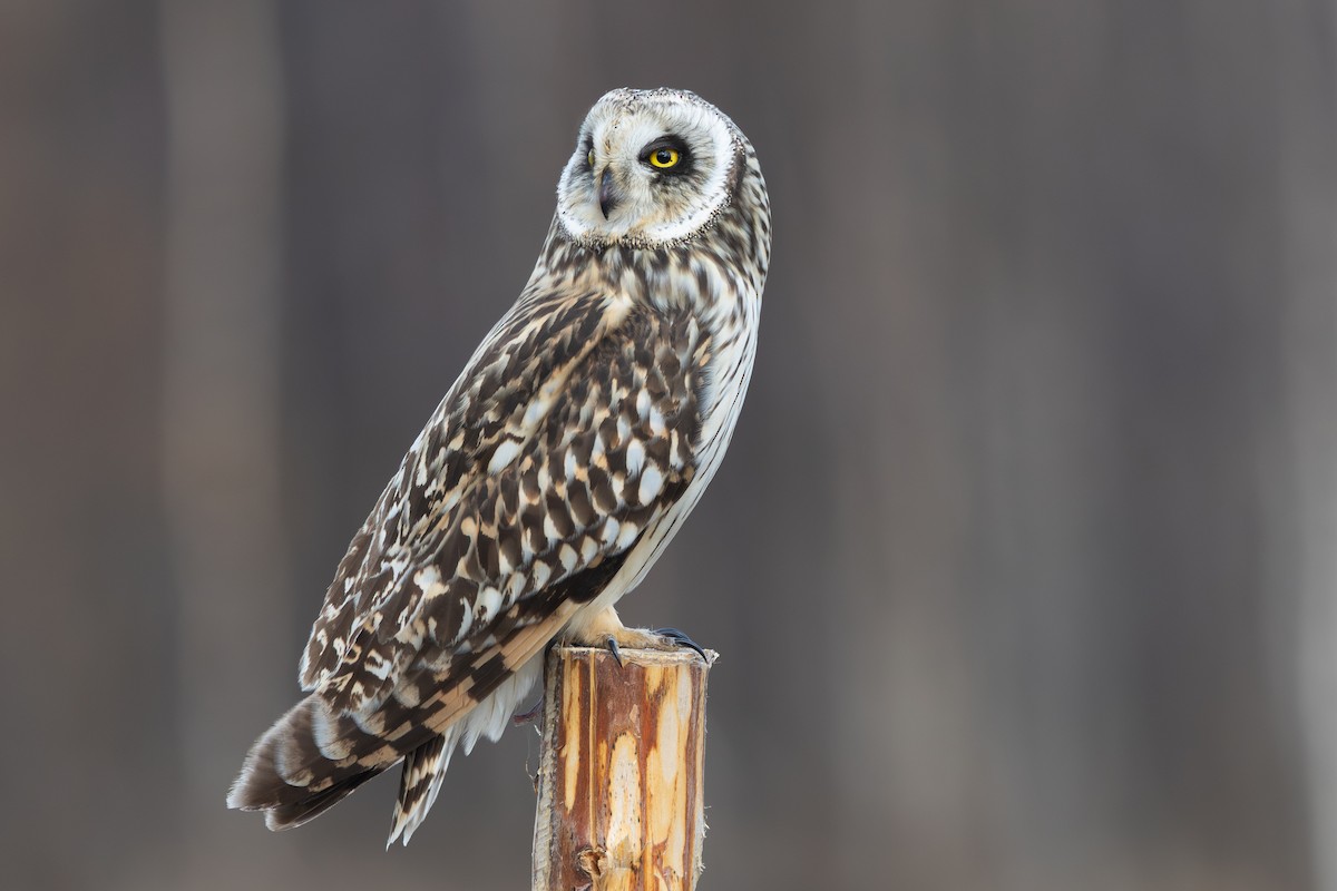 Short-eared Owl - ML645217663