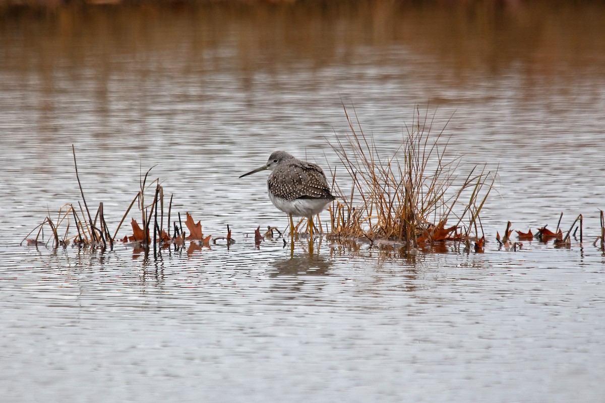 Archibebe Patigualdo Grande - ML645217664