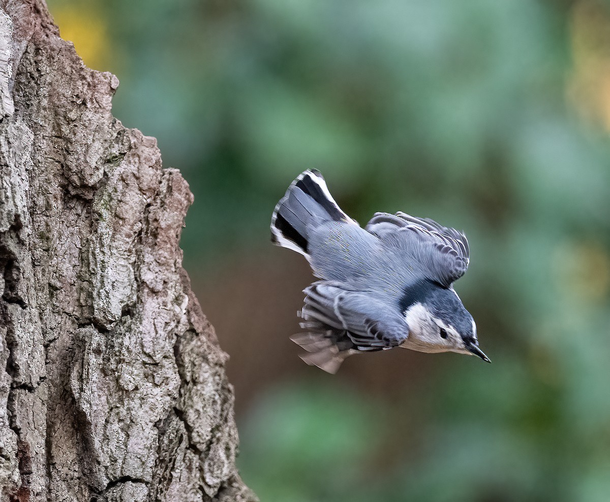 brhlík běloprsý - ML645217669