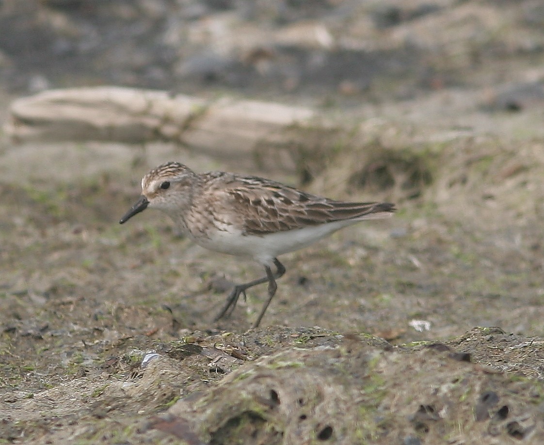 Semipalmated Sandpiper - ML645217683