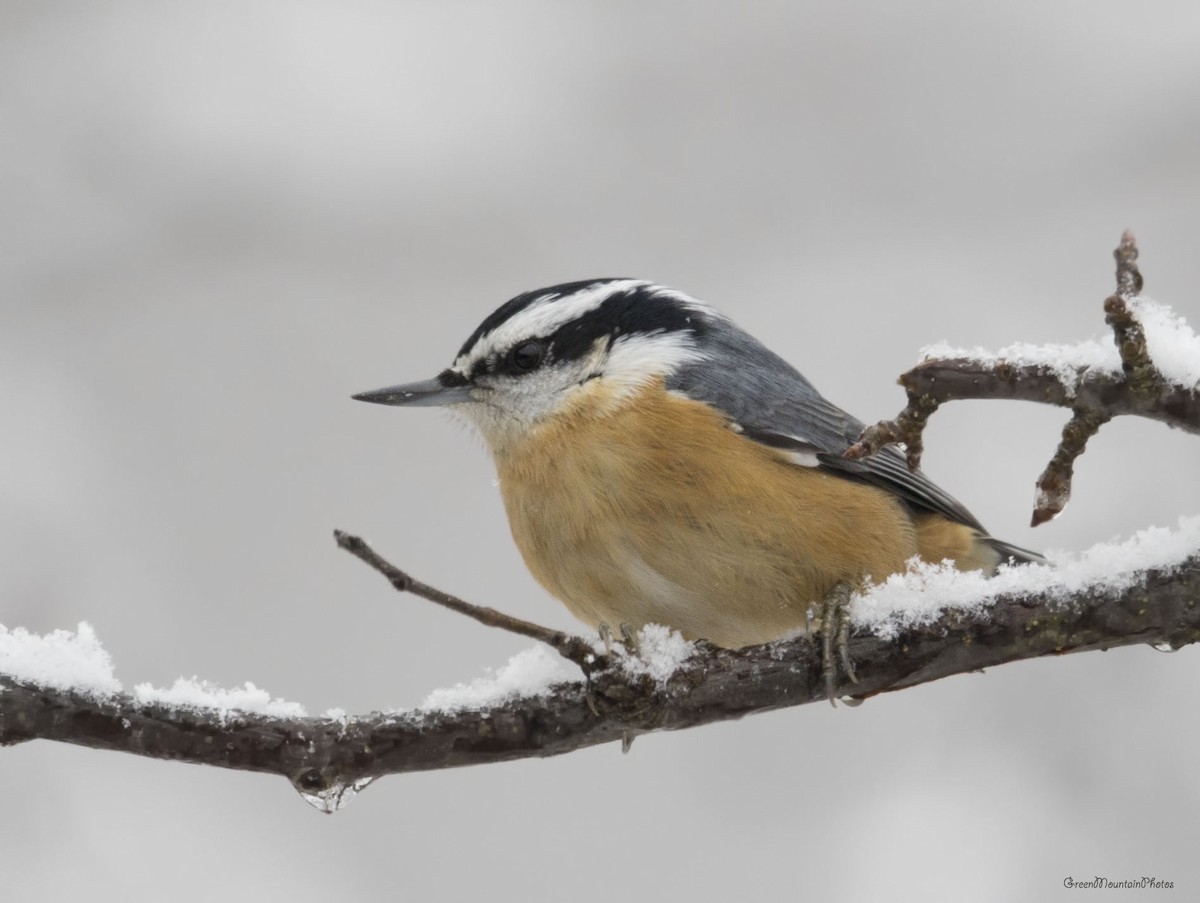 brhlík americký - ML645217693