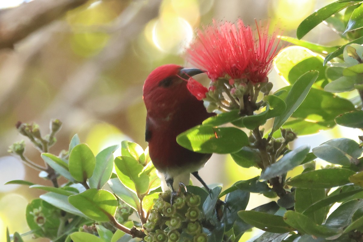 Apapanesi - ML645217708