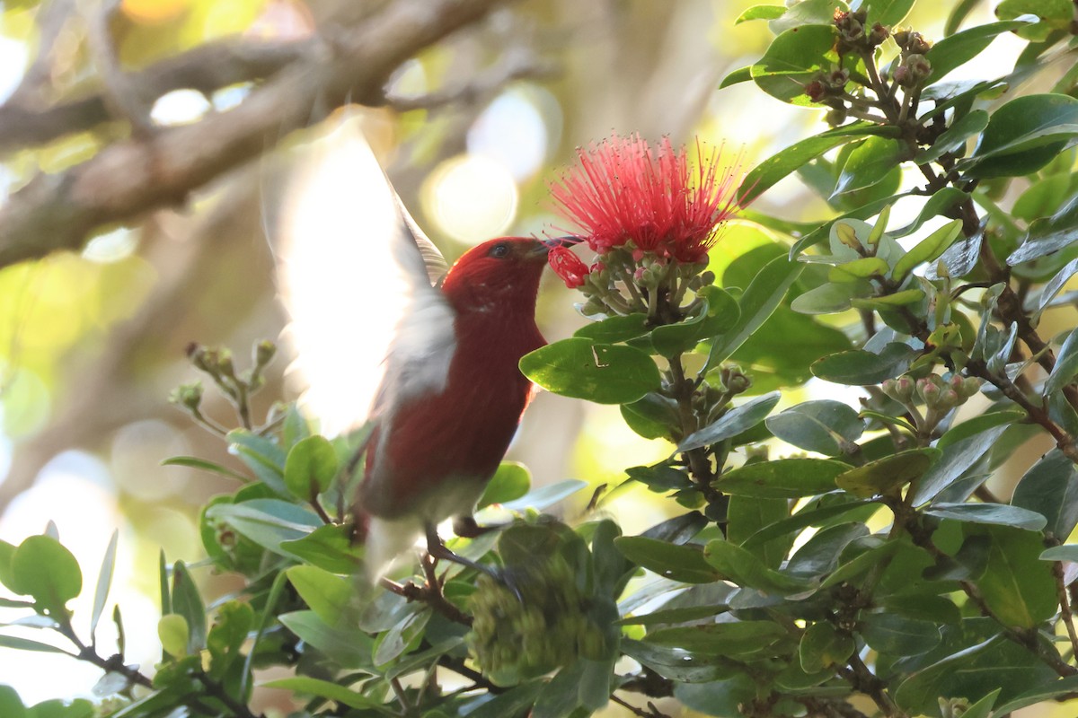 Apapanesi - ML645217709