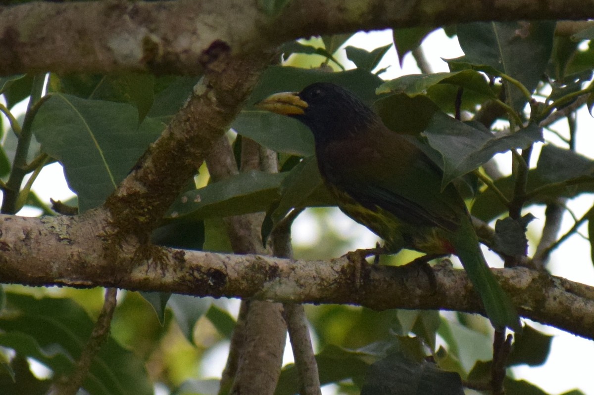 Great Barbet - ML645217711