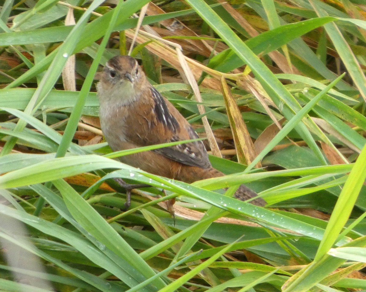 Marsh Wren - ML645217732