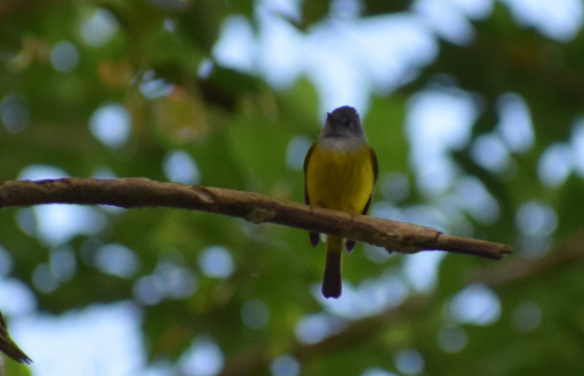 Gray-headed Canary-Flycatcher - ML645217747
