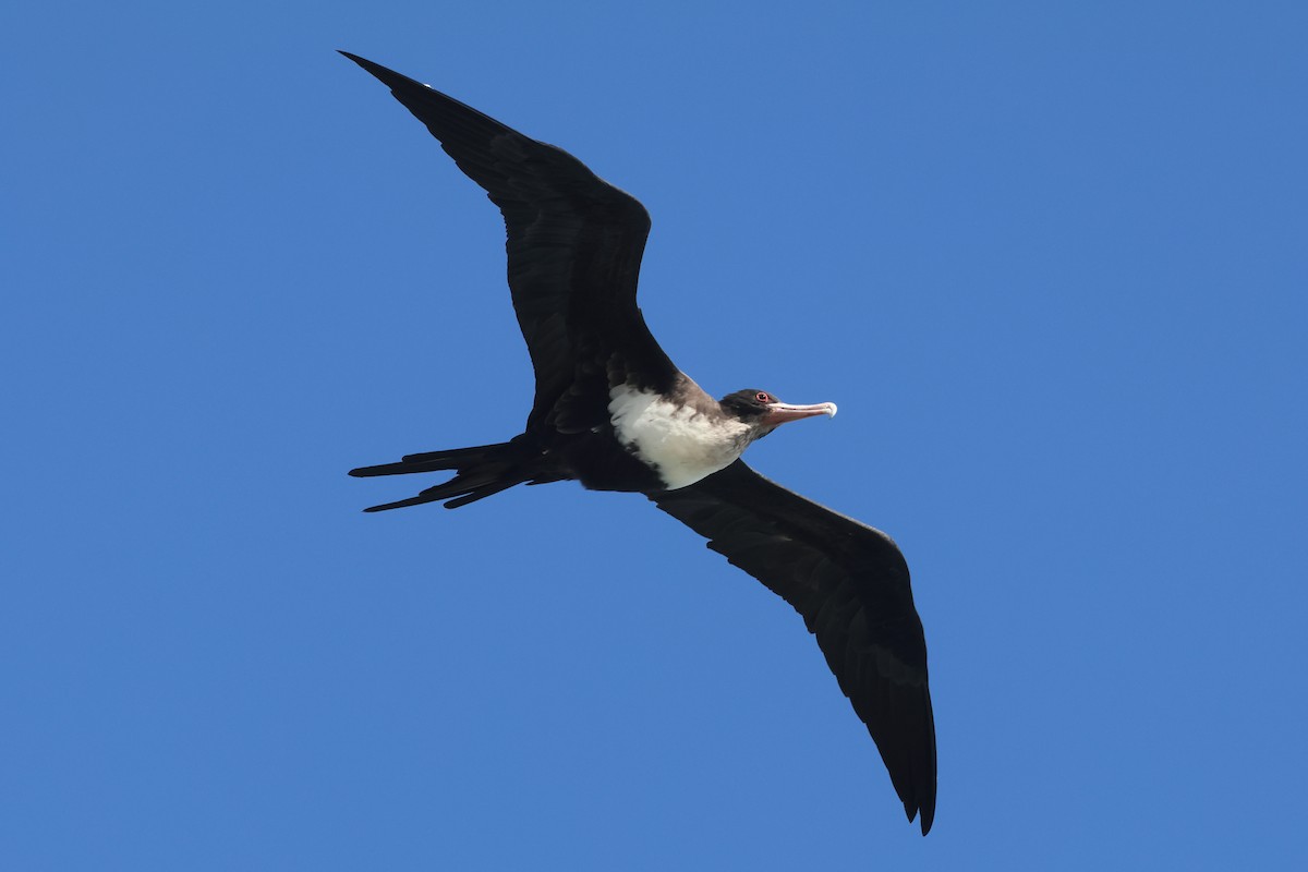 פריגט גדול - ML645217748