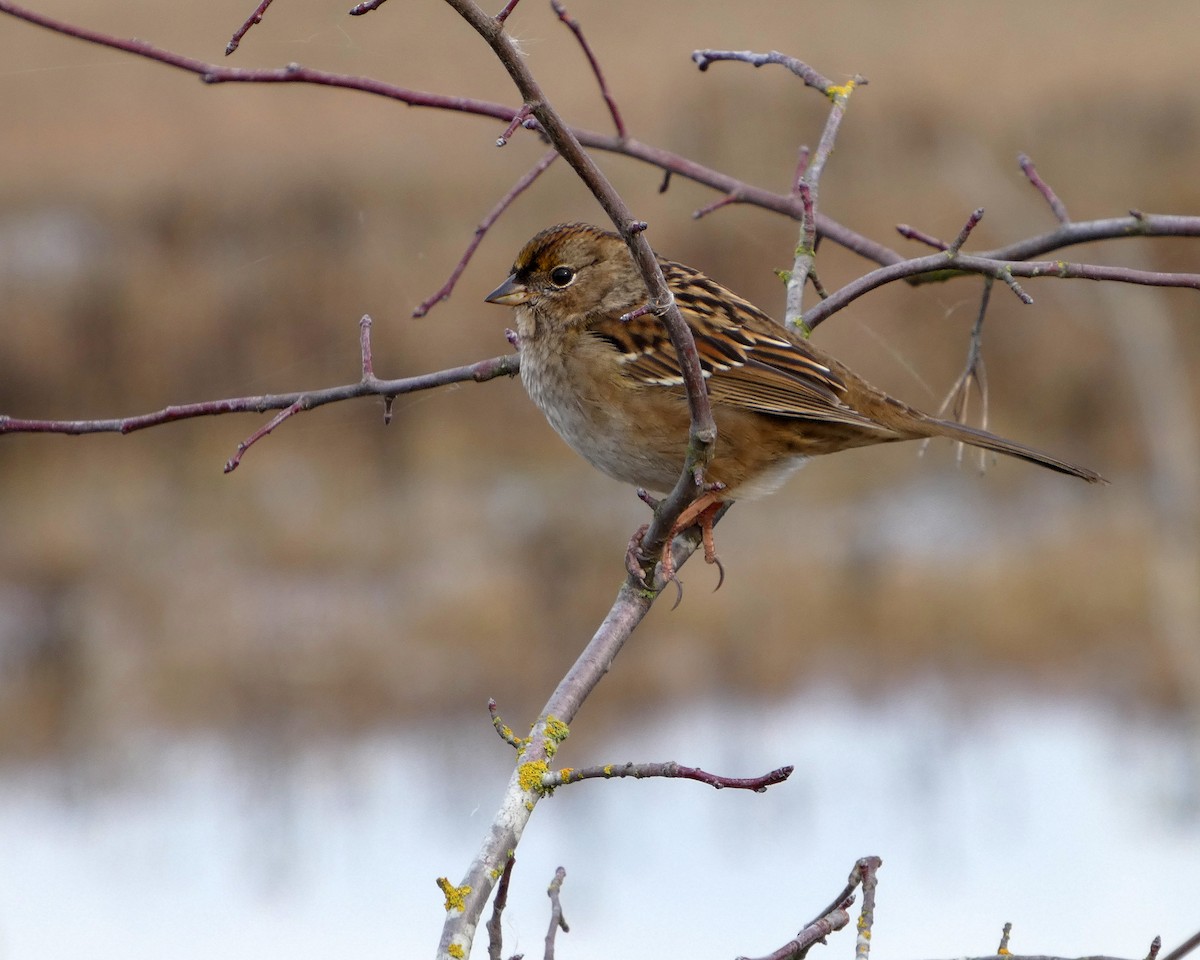 Golden-crowned Sparrow - ML645217750
