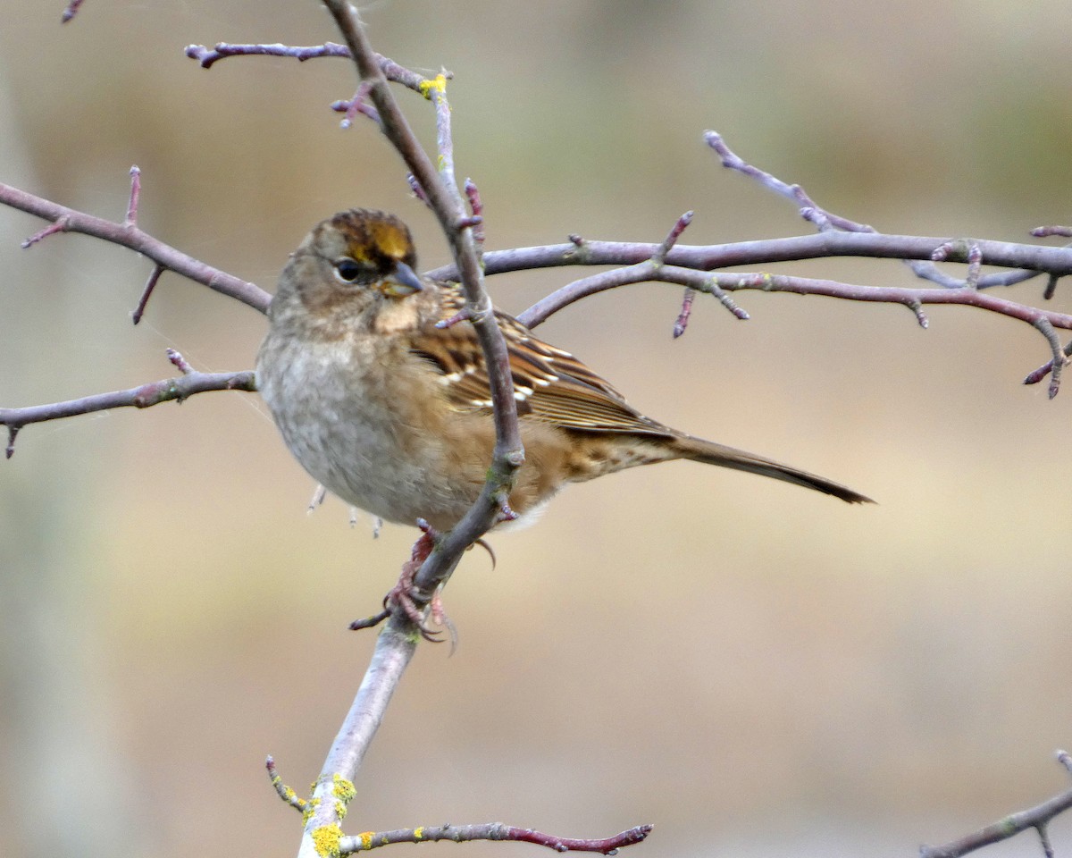 Golden-crowned Sparrow - ML645217757