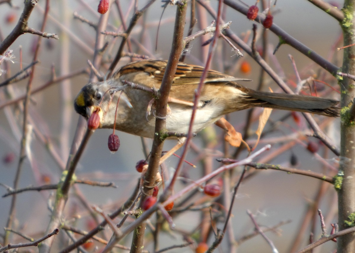 Golden-crowned Sparrow - ML645217769