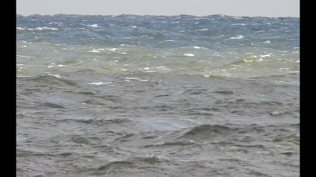 Manx Shearwater - ML645217773