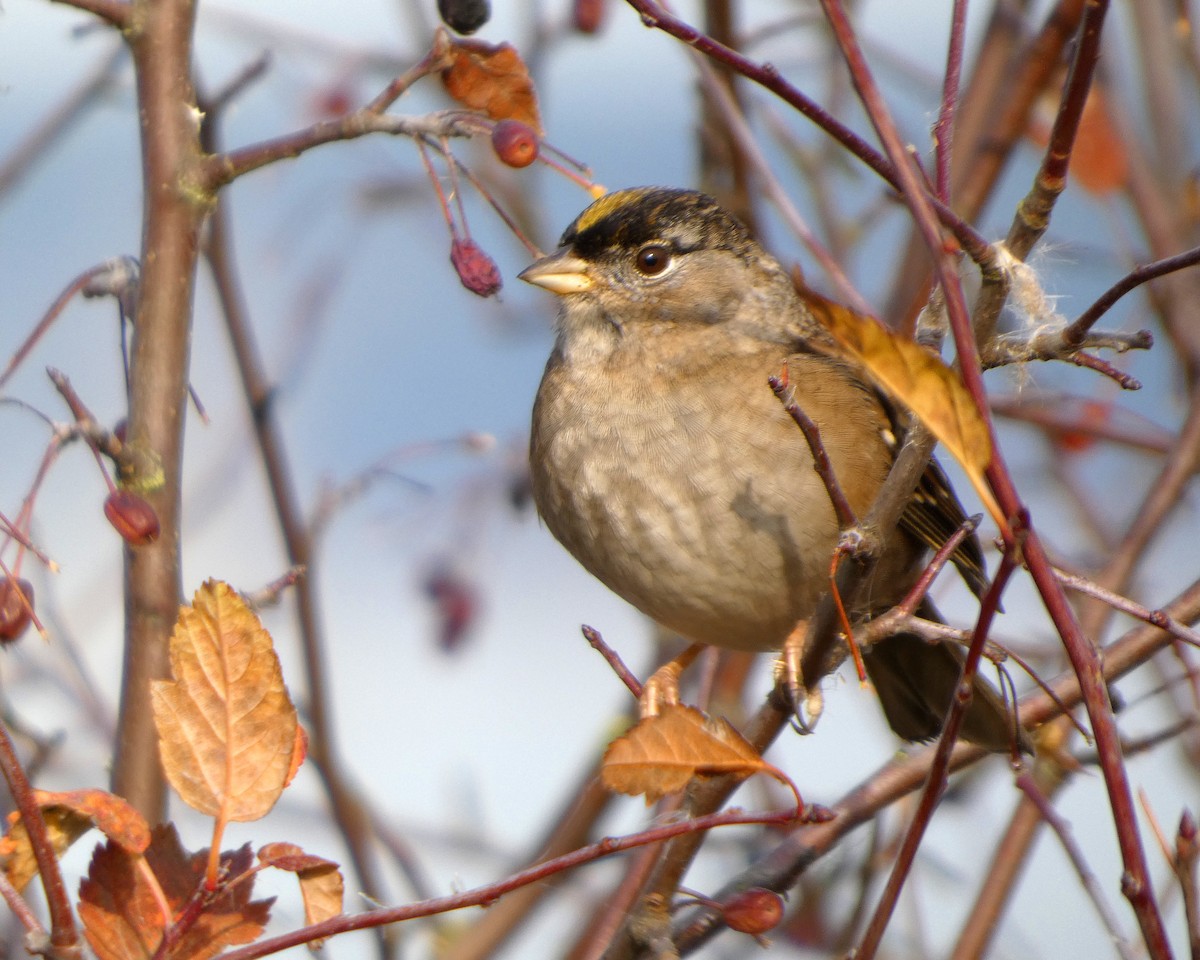 Golden-crowned Sparrow - ML645217774