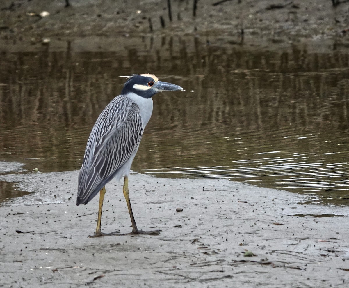 Квак чорногорлий - ML645217775