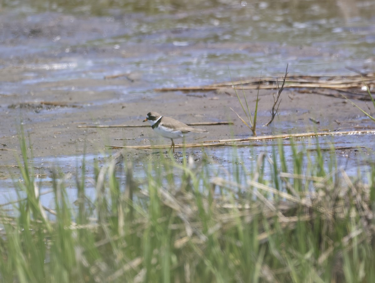 Semipalmated Plover - ML645217778