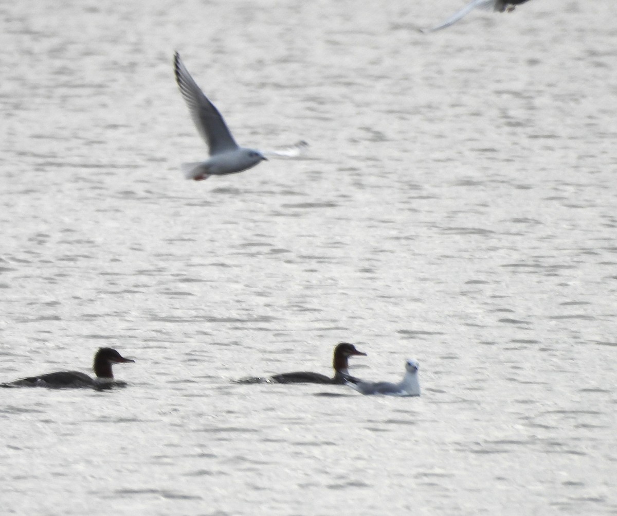 Bonaparte's Gull - ML645217780