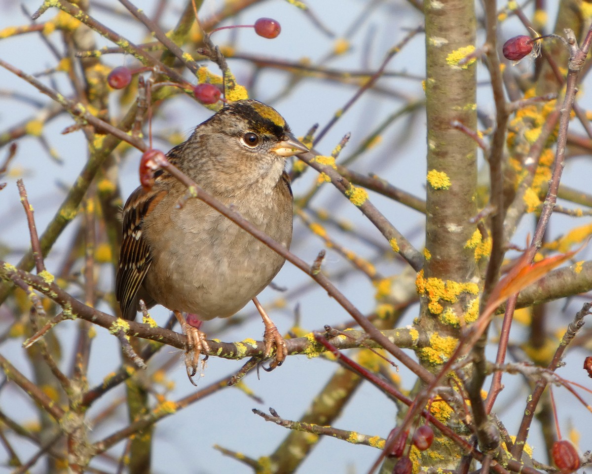 Golden-crowned Sparrow - ML645217789