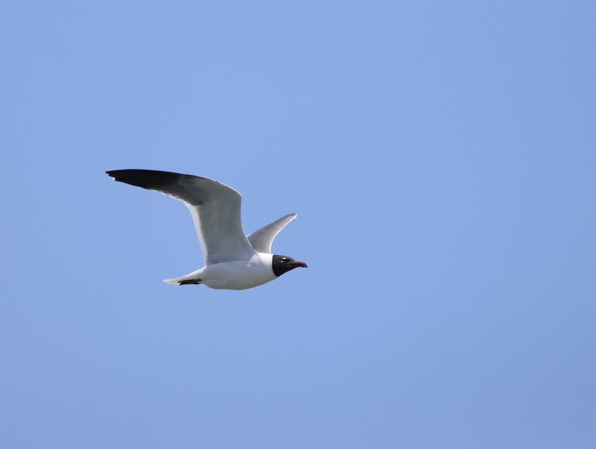 Ацтекская чайка - ML645217798