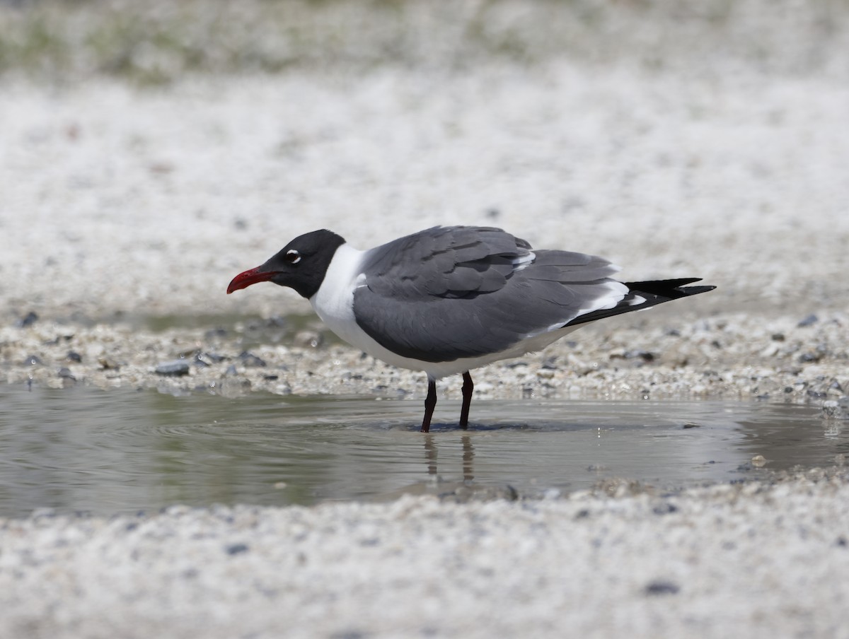 Ацтекская чайка - ML645217799