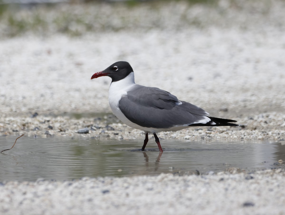 Ацтекская чайка - ML645217800