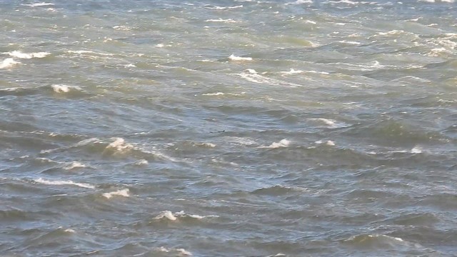 Northern Gannet - ML645217816