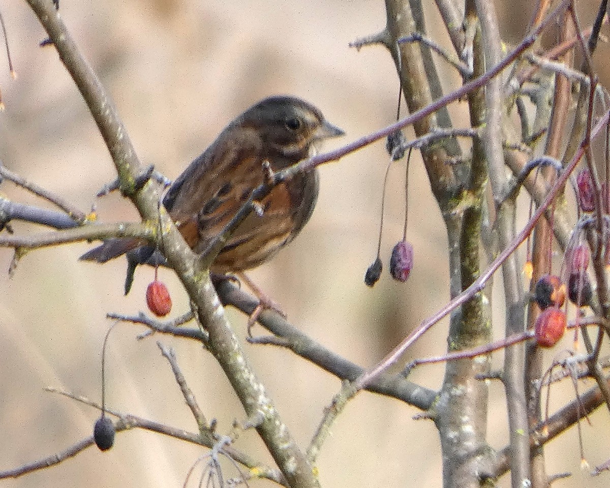 Song Sparrow (rufina Group) - ML645217817