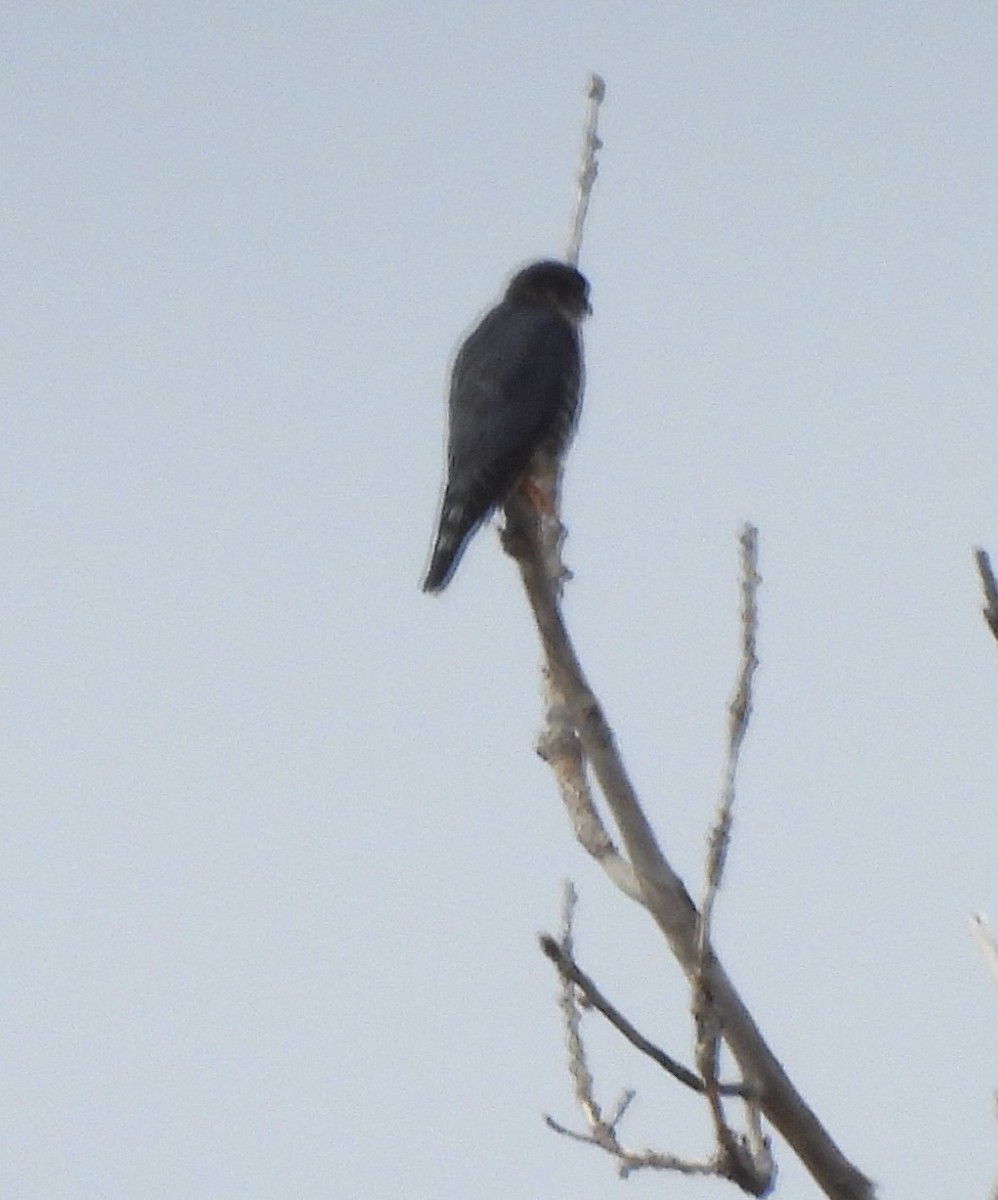 Merlin - ML645217827