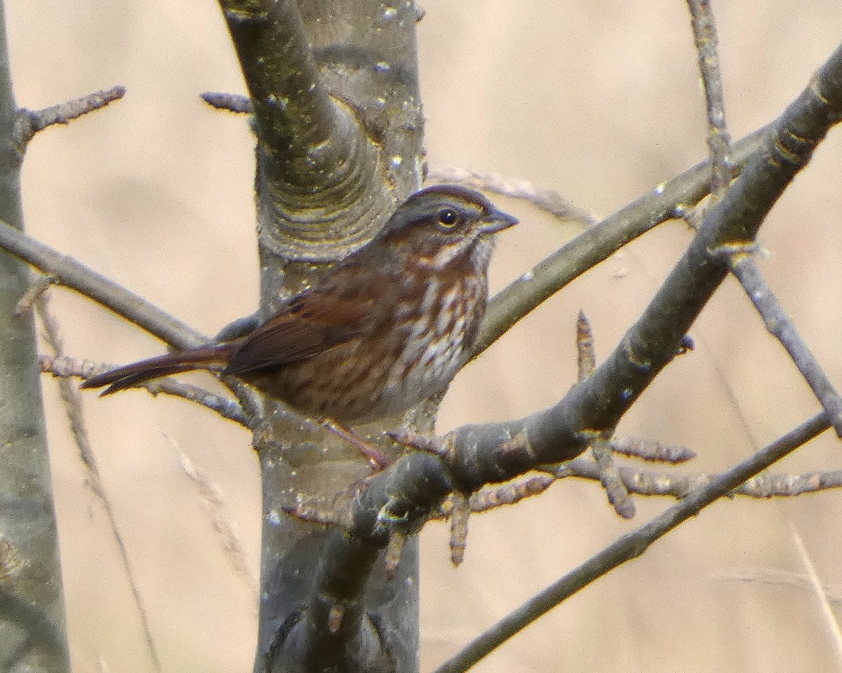Song Sparrow (rufina Group) - ML645217830