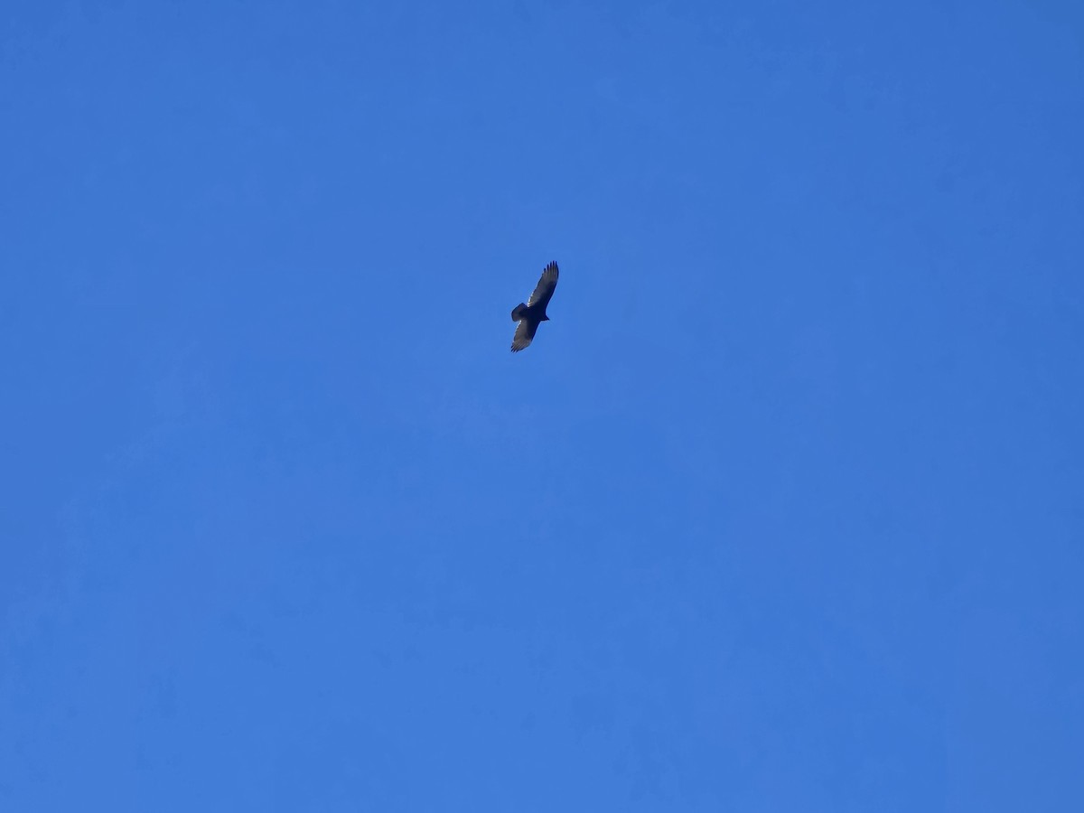 Turkey Vulture - ML645217831