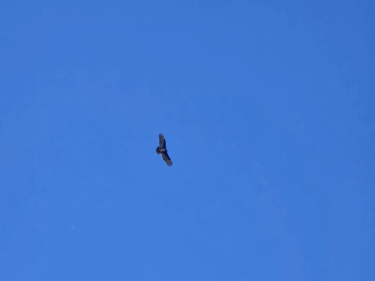 Turkey Vulture - ML645217832