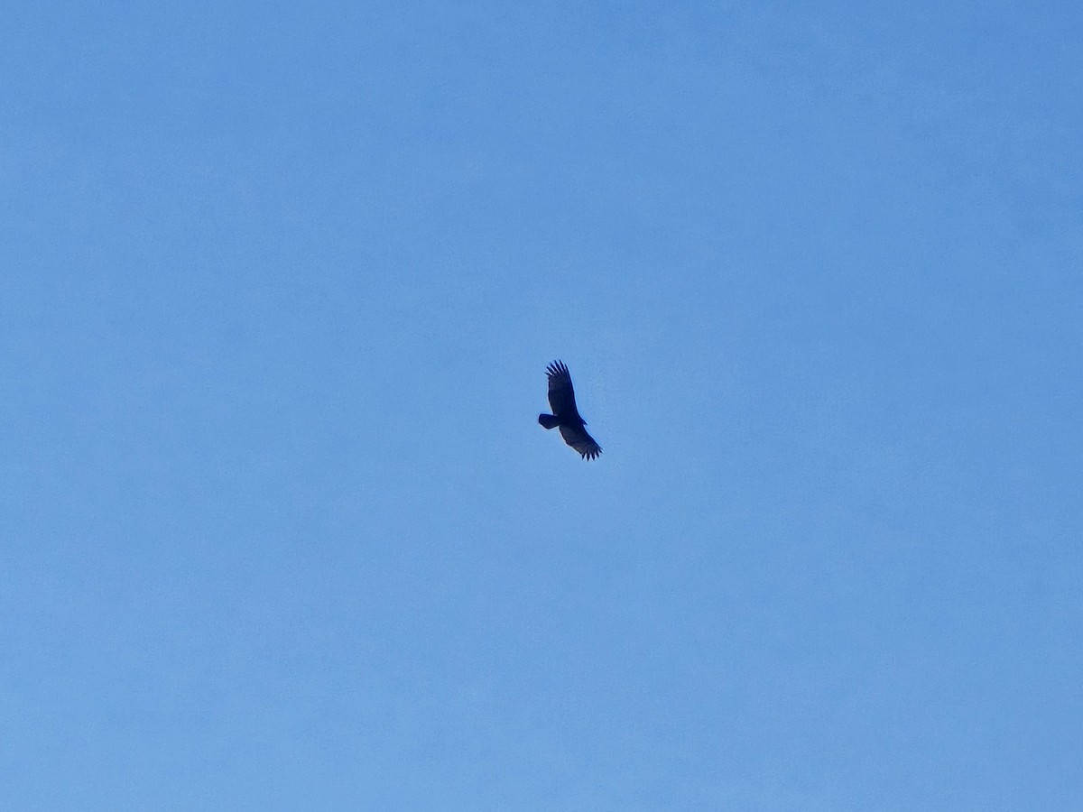 Turkey Vulture - ML645217833