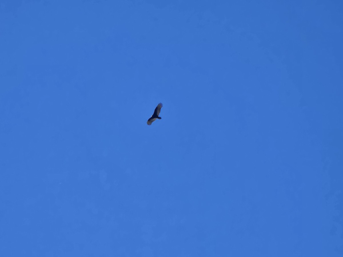 Turkey Vulture - ML645217834
