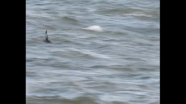 Sooty Shearwater - ML645217836