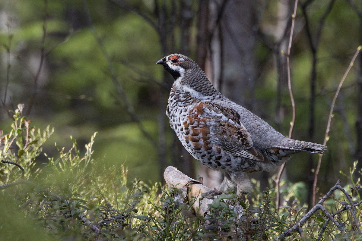 Hazel Grouse - ML645217840