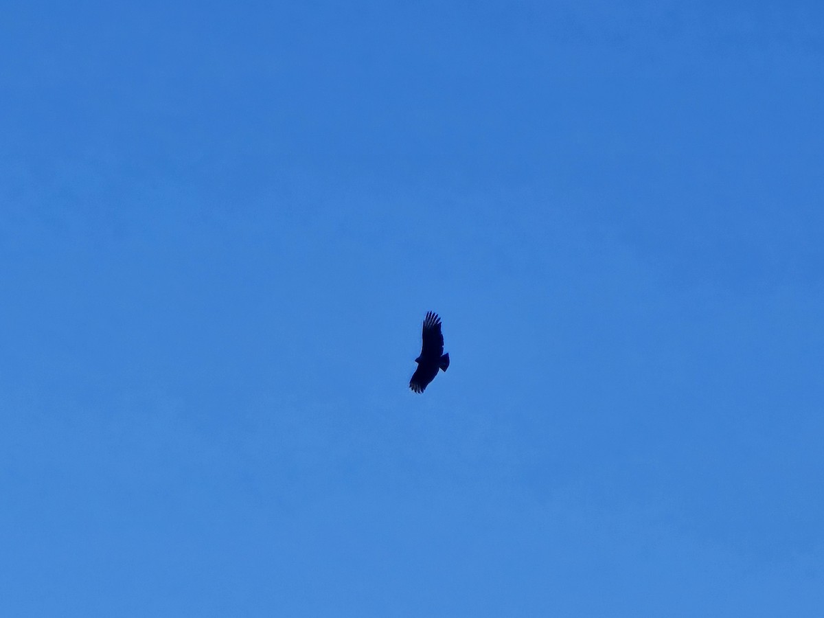 Чёрная катарта - ML645217847