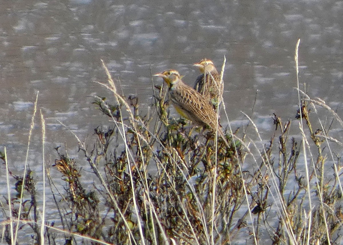 Western Meadowlark - ML645217862