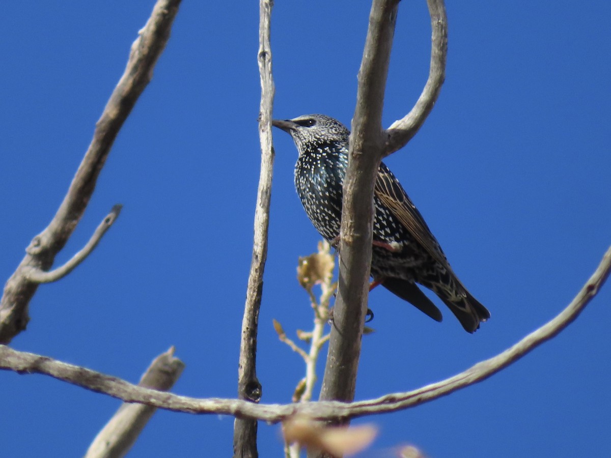 European Starling - ML645217863