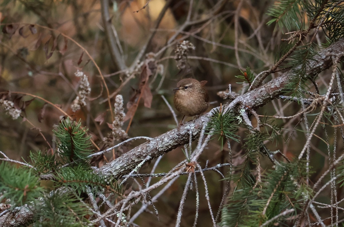 Winter Wren - ML645217865