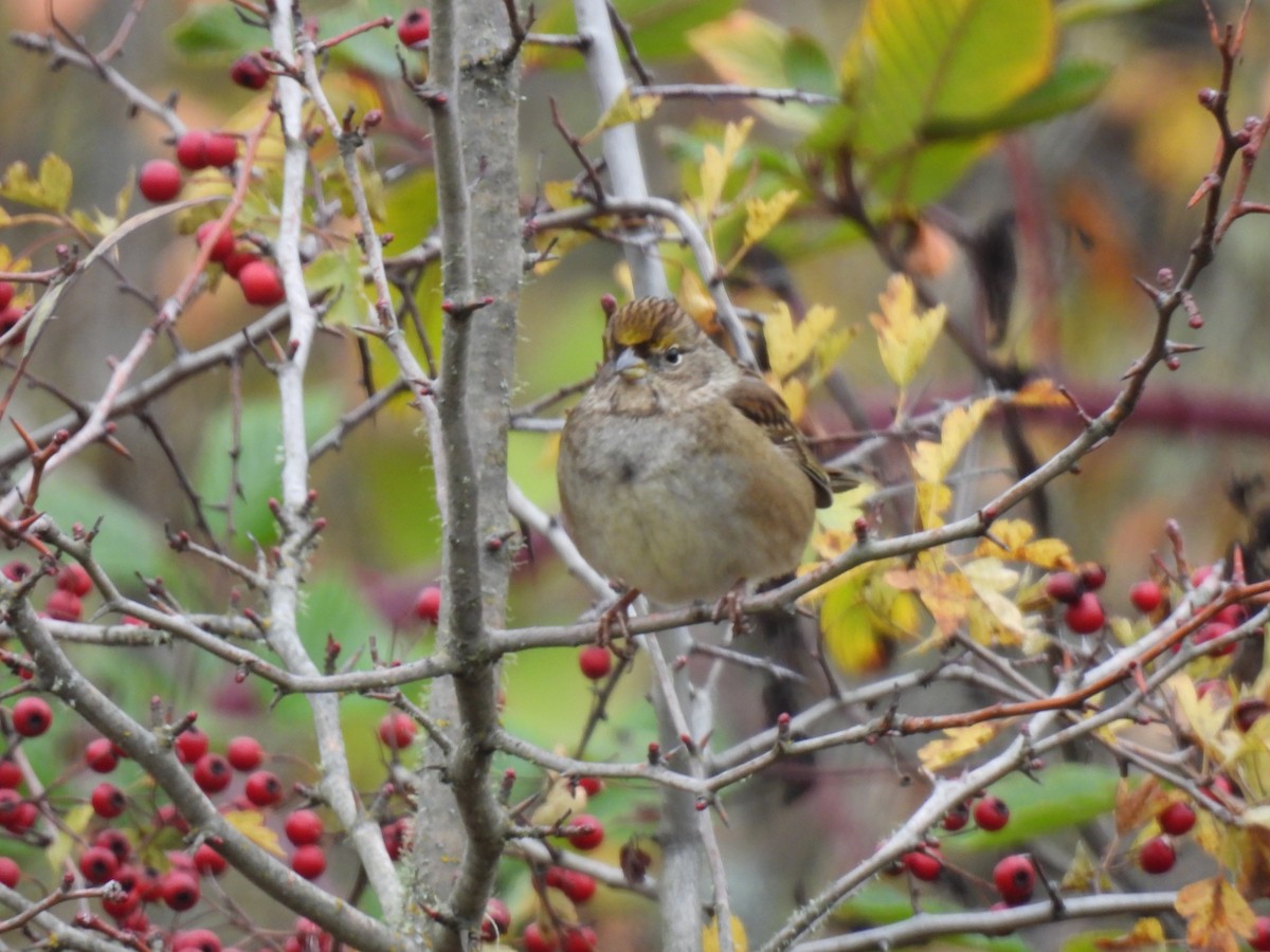 Golden-crowned Sparrow - ML645217868